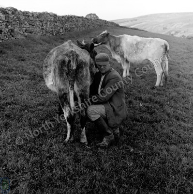 Hand Milking, West Stonesdale Moor, 1964